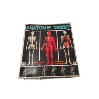 Anatomie 2000 - Ceji - Maquette Corps Humain Démontable Articulée - 8