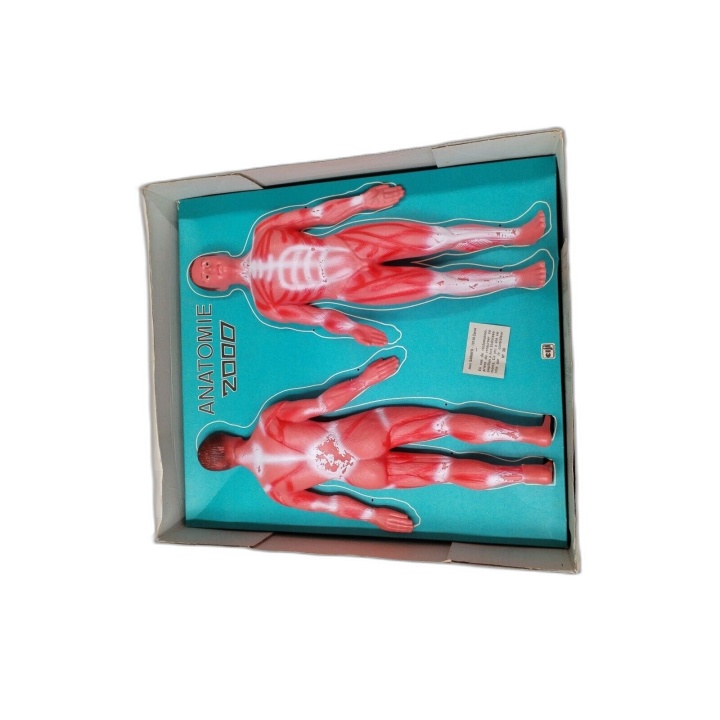 Anatomie 2000 - Ceji - Maquette Corps Humain Démontable Articulée - 8