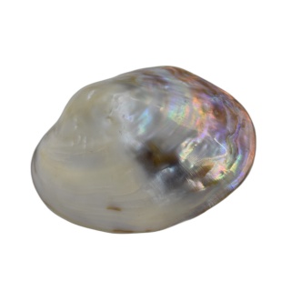 Grande Coquille Nacre Naturelle Polie Irisée - Environ 14x11cm - Cabin