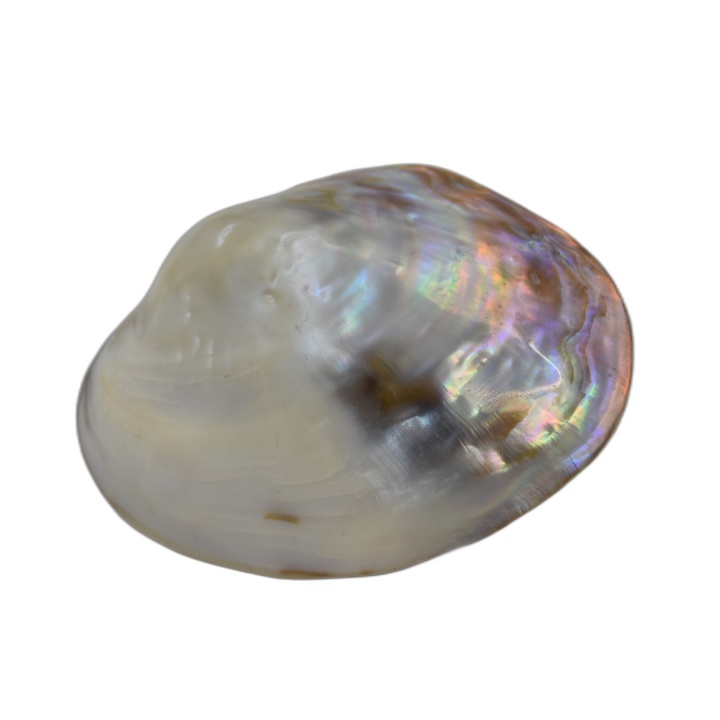 Grande Coquille Nacre Naturelle Polie Irisée - Environ 14x11cm - Cabin