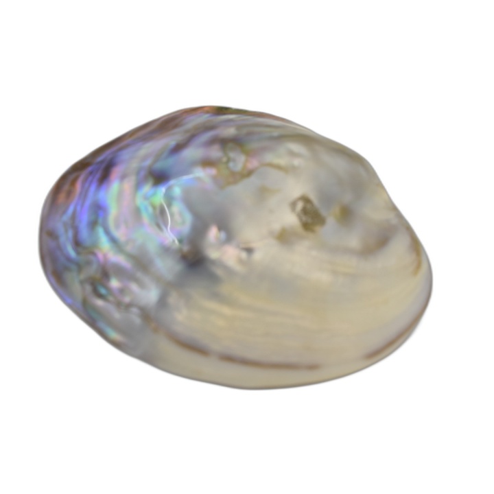 Grande Coquille Nacre Naturelle Polie Irisée - Environ 14x11cm - Cabin