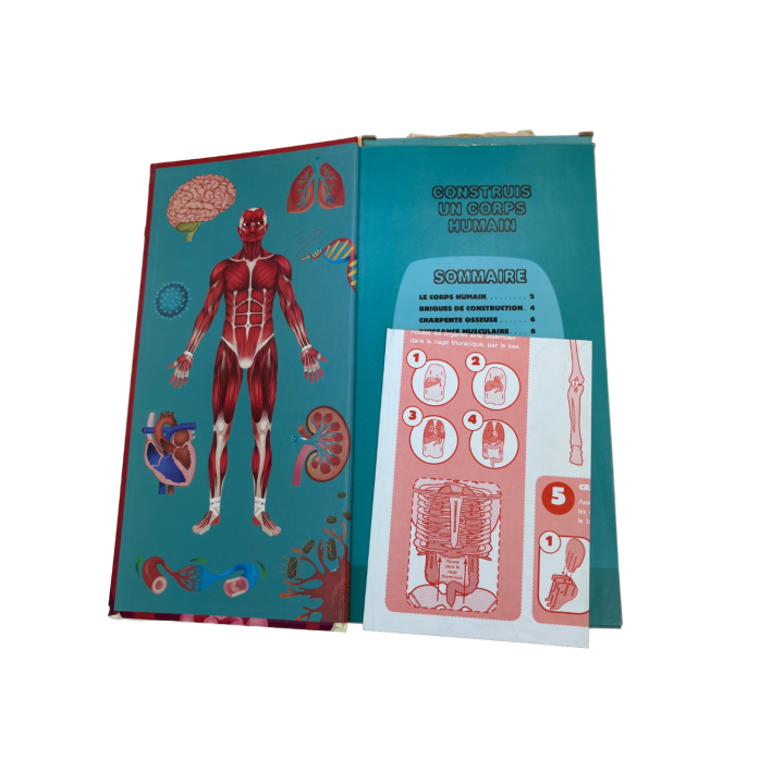 Construis un Corps Humain - Gallimard - Maquette Anatomie 76cm