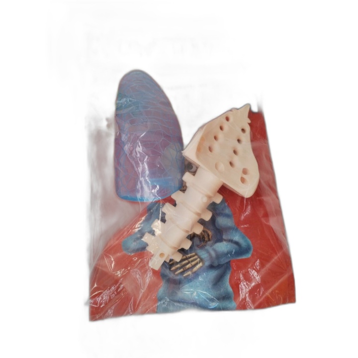 À la Découverte du Corps Humain N°5 - Fascicule + Pièces Maquette Anat