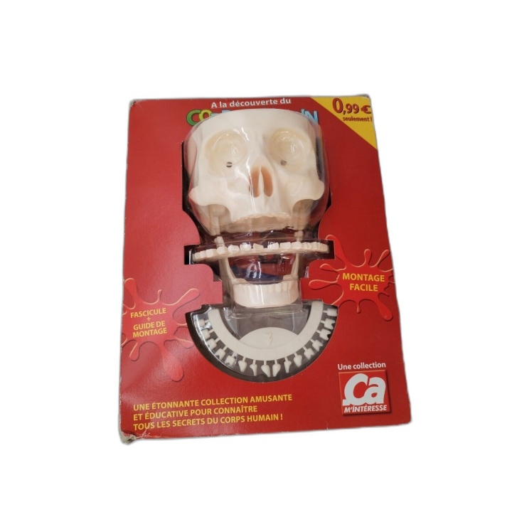 À la Découverte du Corps Humain - Ça M'intéresse - Maquette Crâne Éduc