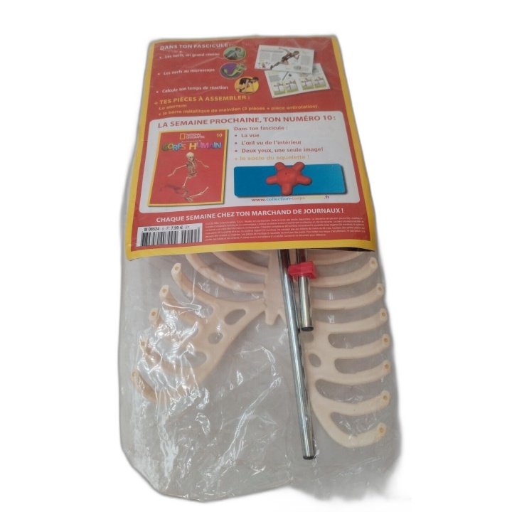 National Geographic Corps Humain N°9 - Maquette Squelette Thorax - Fas