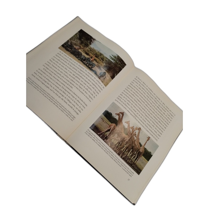 Walt Disney - Lions d'Afrique - Livre Illustré Jeunesse Nature - Colle